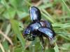 Anoplotrupes stercorosus